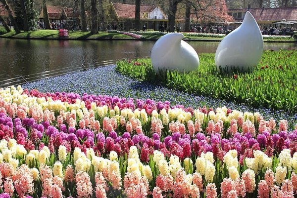 Крокусы, гиацинты, тюльпаны, нарциссы на клумбе