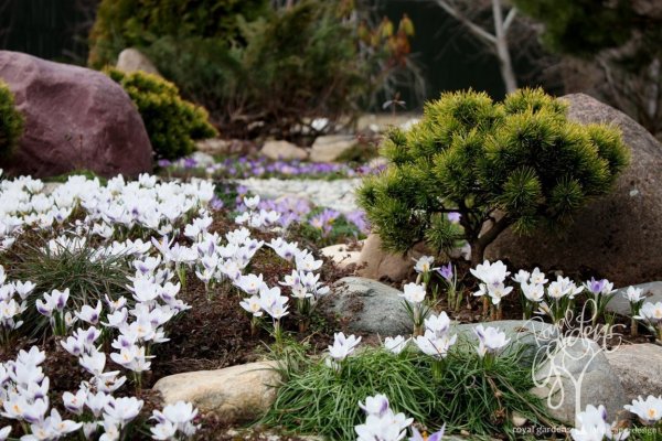 Крокус узколистный в альпинарии