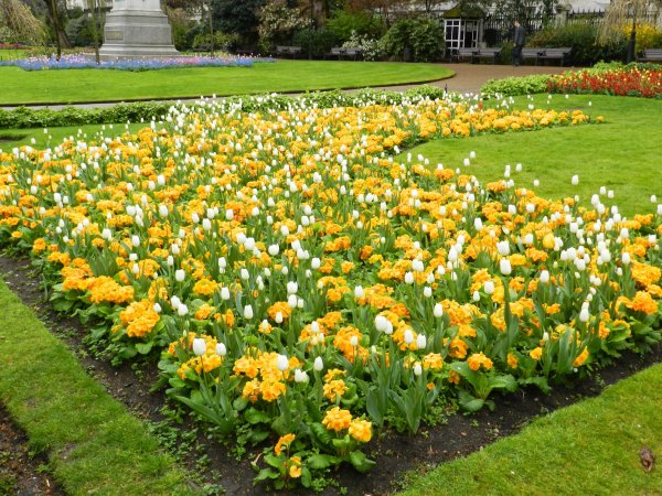 Примула многолетняя на клумбе