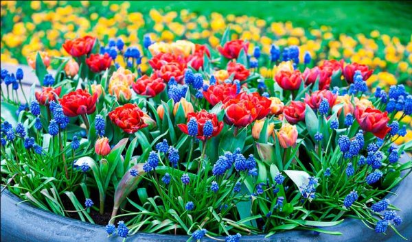 Весенние цветы на клумбе