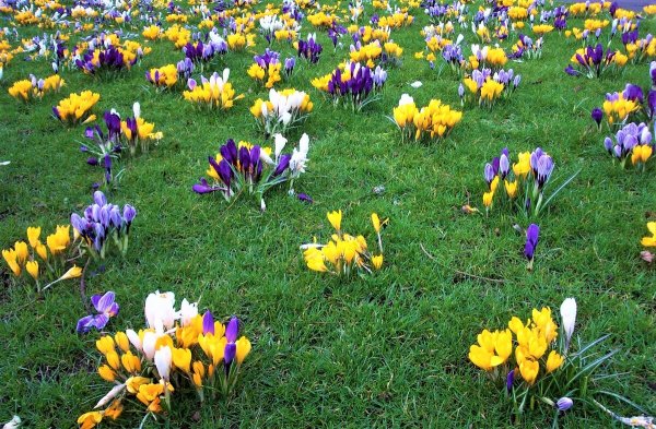 Крокусы на клумбе
