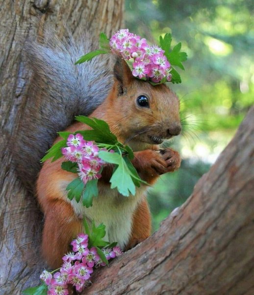 Международный день птиц