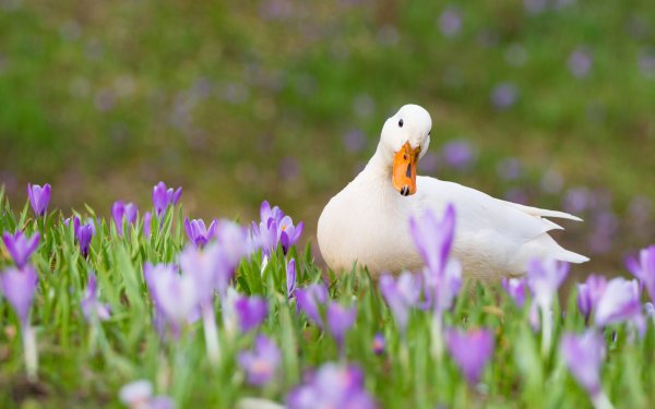 Гирт Вегген фотограф
