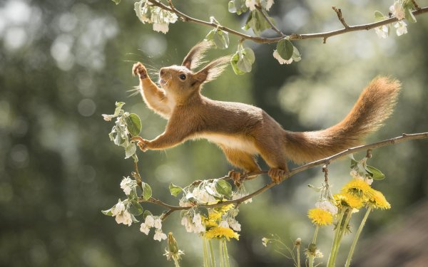 Весенние коты