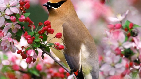 Цветы и животные