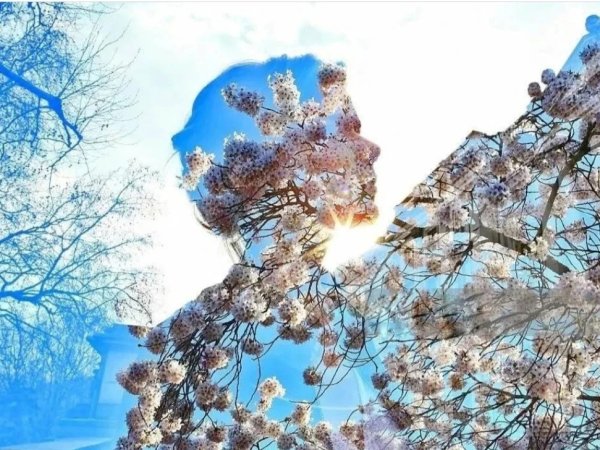 Весенние цветы под снегом