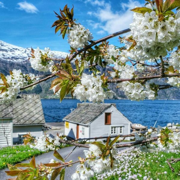 Хардангер-Фьорд сады