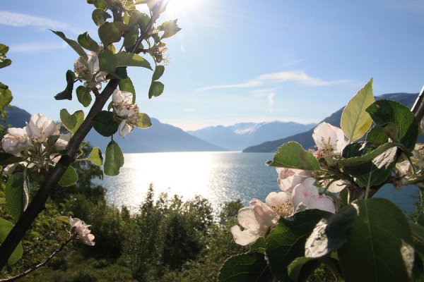 Хардангерфьорд (Хардангерфьорд)