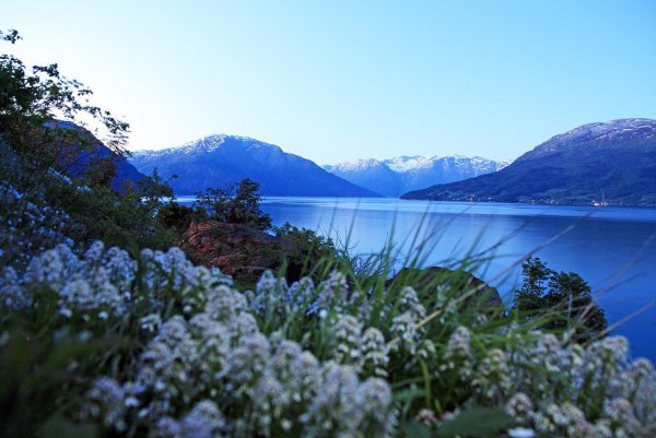 Вереск в Норвегии