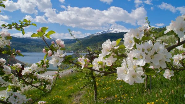 Флора Норвегии