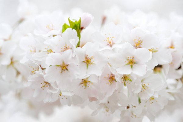 Нежные весенние цветы