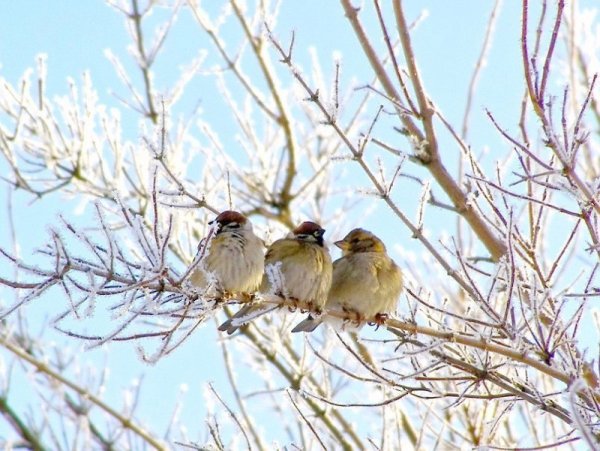 Морозное утро птицы