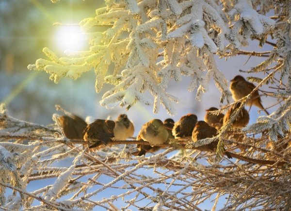 Зима птицы солнце