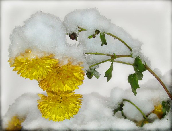 Анимированное окно со снегом