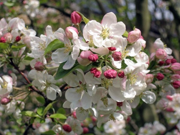 Яблоневый сад в цвету дерево