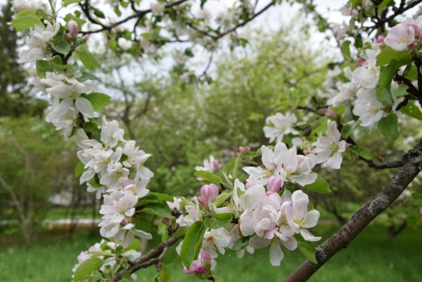 Цветущий Яблоневый сад весной