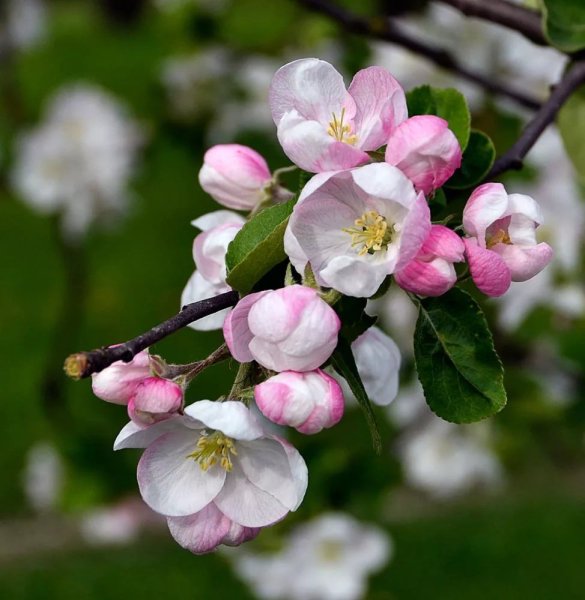 Яблоня Malus Kloz