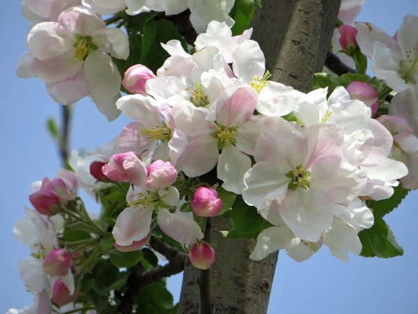 Яблоня Медуница цветение