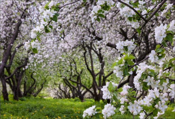 «Цветущие яблони» Клож