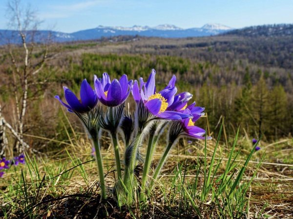 Подснежники Южного Урала