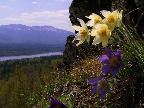 Растения нац.парка Зюраткуль