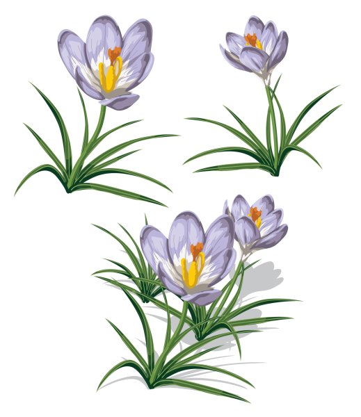 Подснежники рисунок