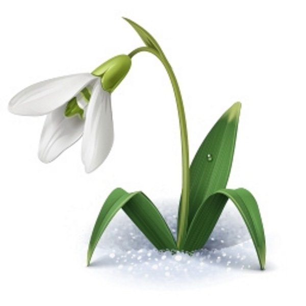 Подснежник белоцветник весенний снег