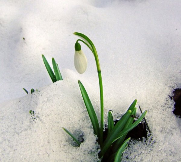 Дерево в разные времена года
