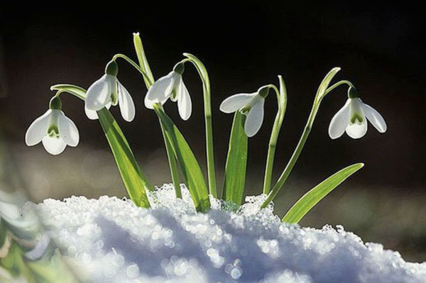 Подснежник для детей