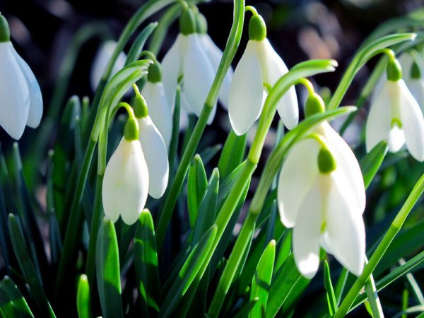 Символ весны рисунок