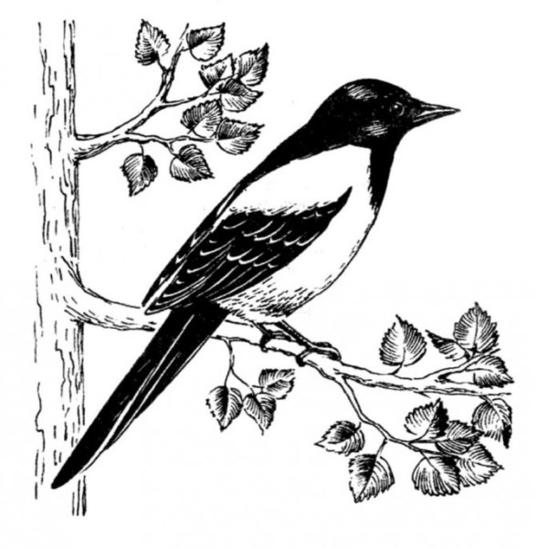 Птица черно белая