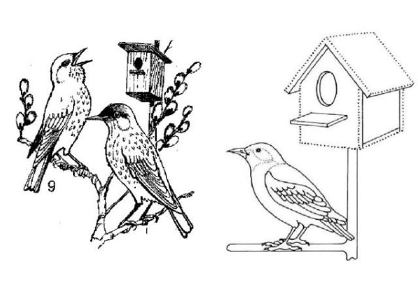 Скворец раскраска для детей