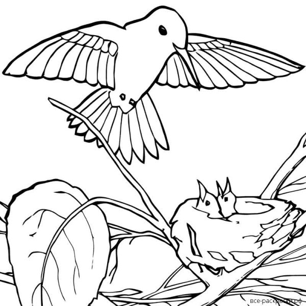 Ласточка раскраска