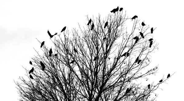 Стая ворон на белом фоне