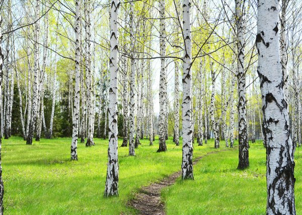 Березовая роща Томск