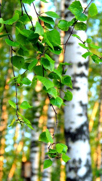 Берёза тополелистная