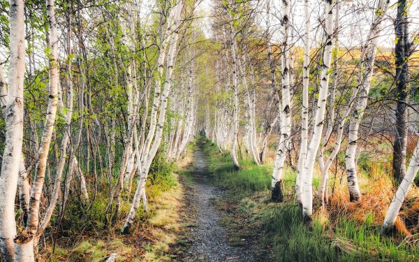 Тропа в березовой роще