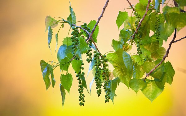 Тополь дерево плоды