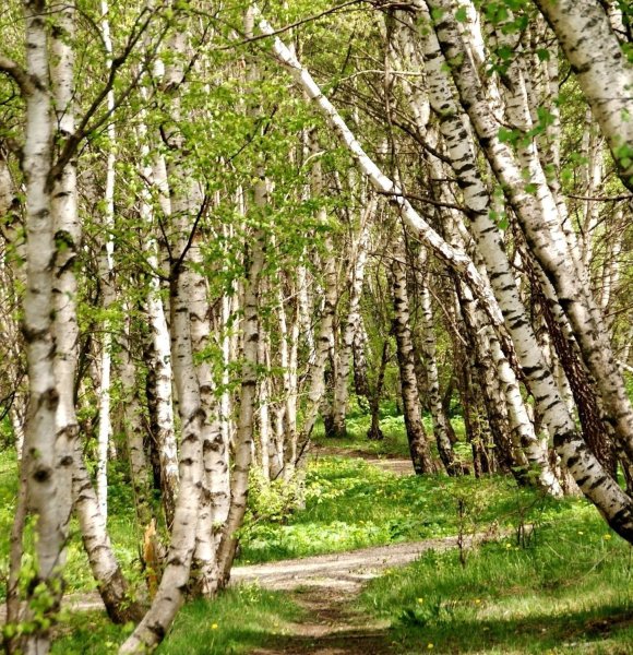 Березовая роща Кемерово