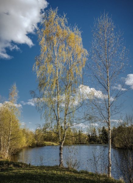 Весна березы