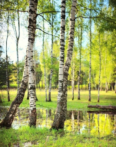 Лес Березовая роща