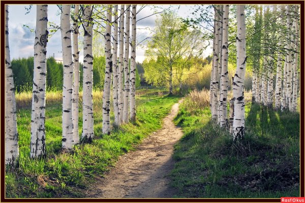 Русский лес Березовая роща