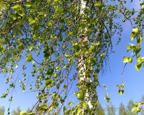 Весенняя Березка плакучая