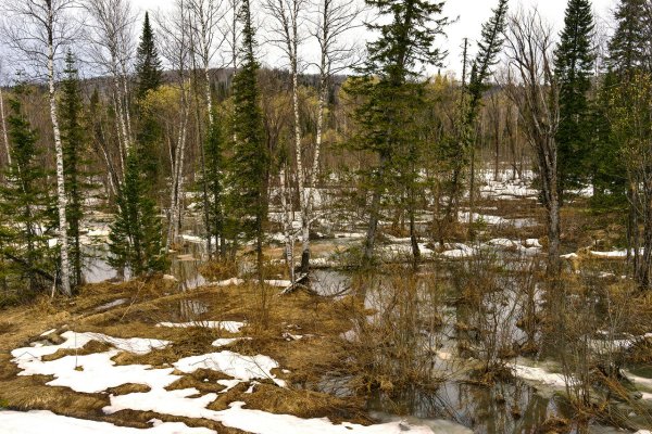 Сибирь весной