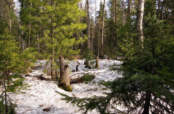 Весна Тайга кедр ручей