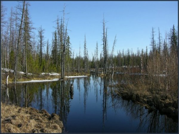 Тайга Красноярск весной