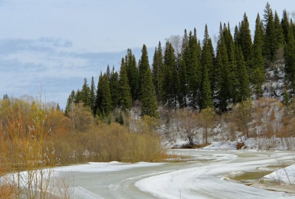 Тайга Хабаровского края