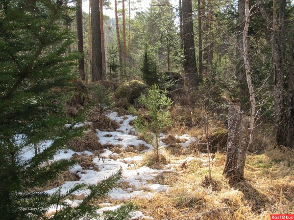 Весна в тайге