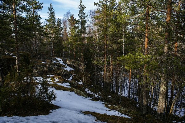 Тайга Северная Карелия