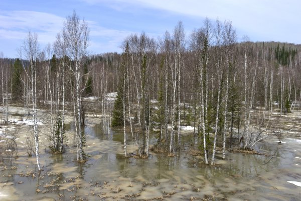 Тайга Якутии Весна